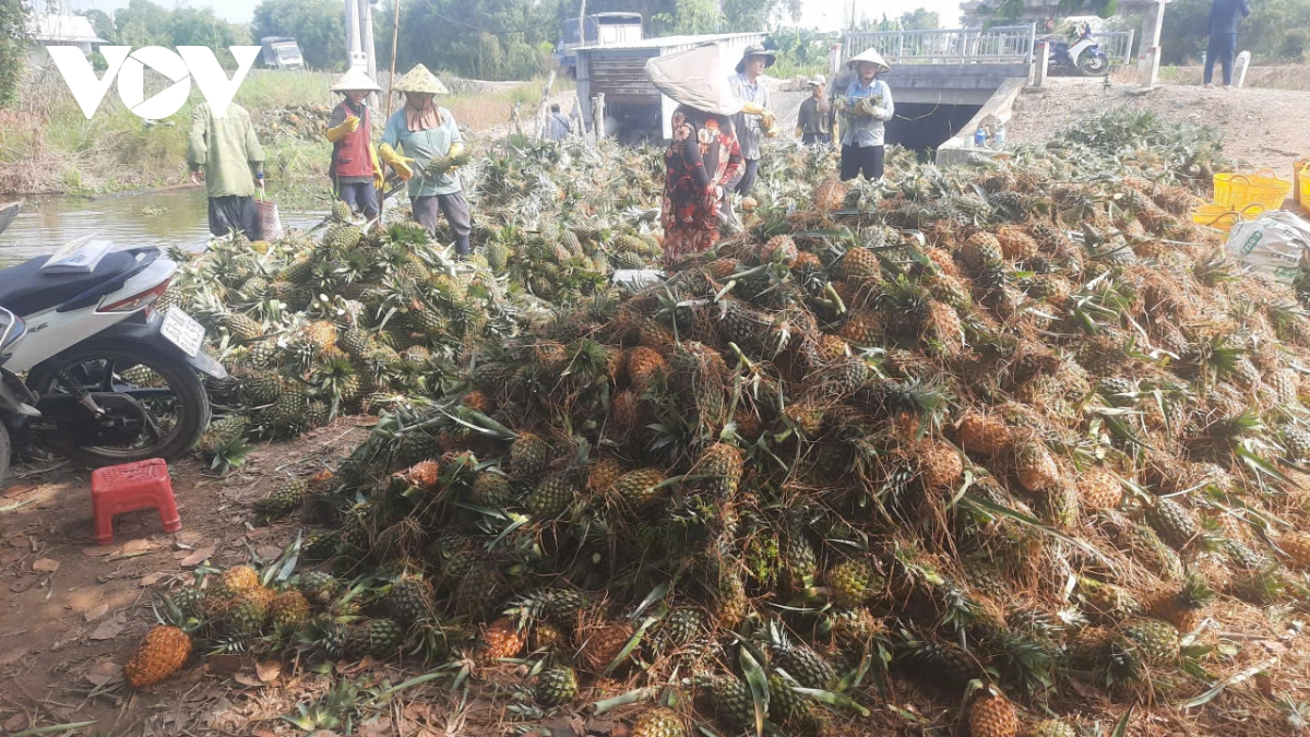 canh dong khom o vung Dong thap muoi tuoi tot trong mua kho han hinh anh 3
