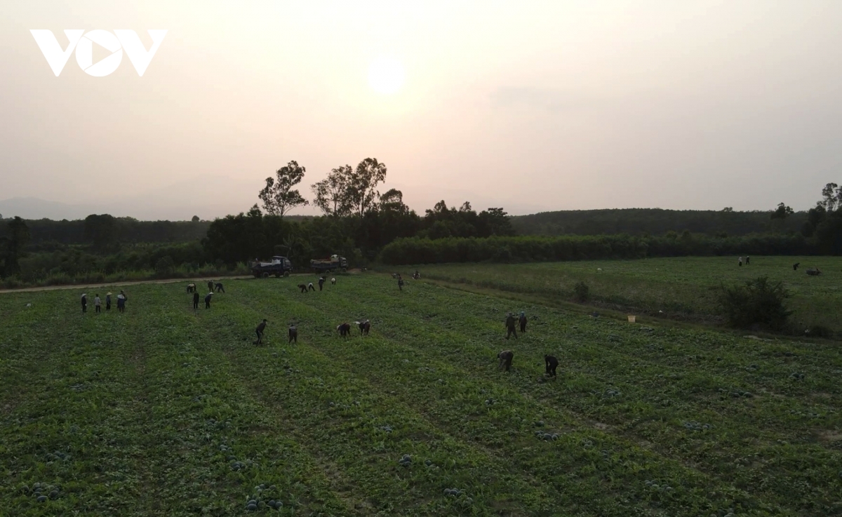 gia dua hau giam con 3.000 dong kg, nong dan lo lang giua vu mua hinh anh 2