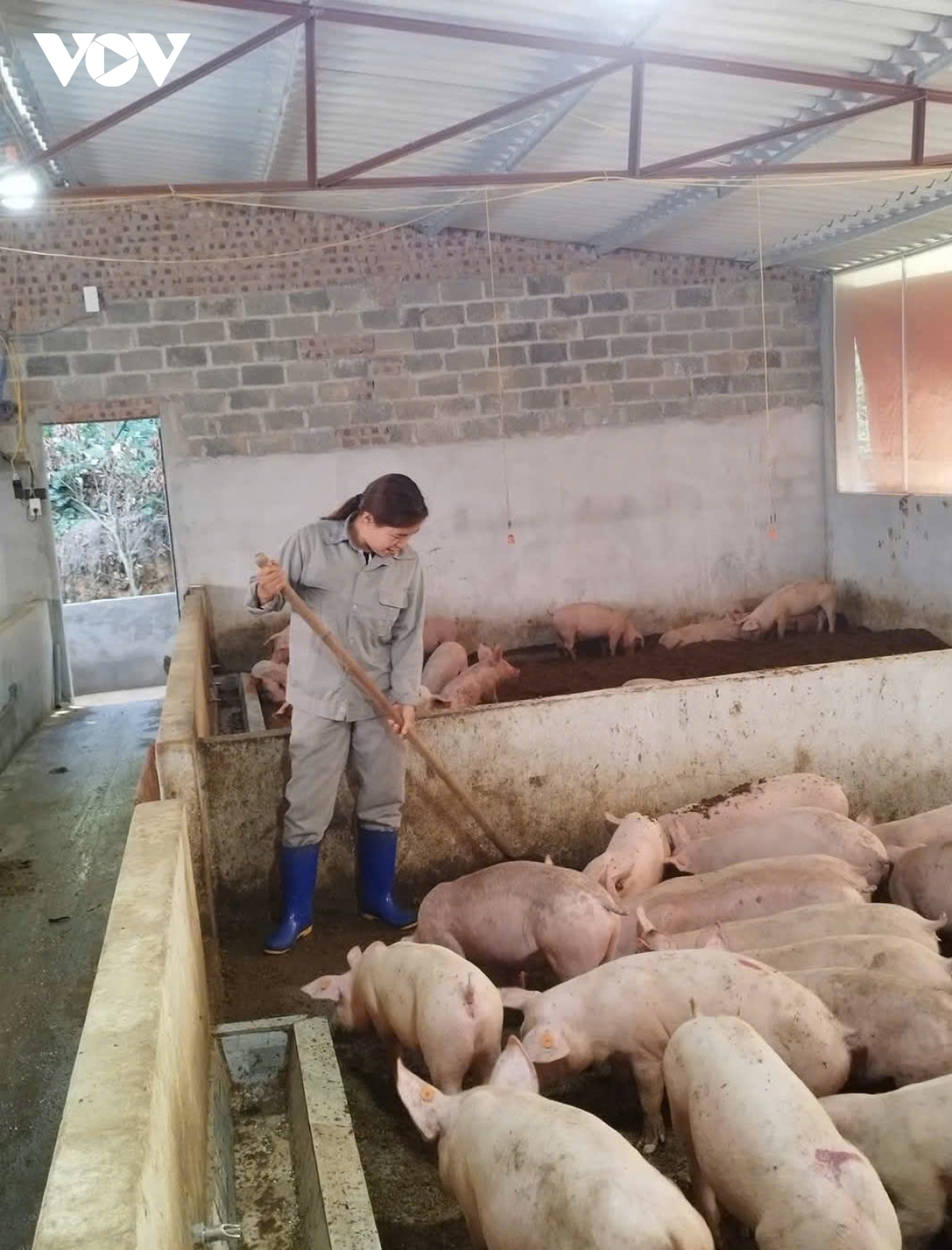 thai nguyen chu dong phong, chong dich ta lon chau phi tu co so hinh anh 1