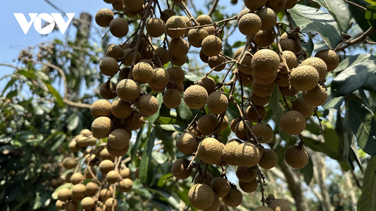 Nông dân Cần Thơ thu tiền tỷ từ trồng nhãn xuất khẩu sang thị trường khó tính