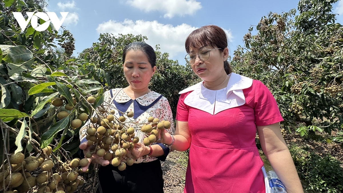 nong dan can tho thu tien ty tu trong nhan xuat khau sang thi truong kho tinh hinh anh 1