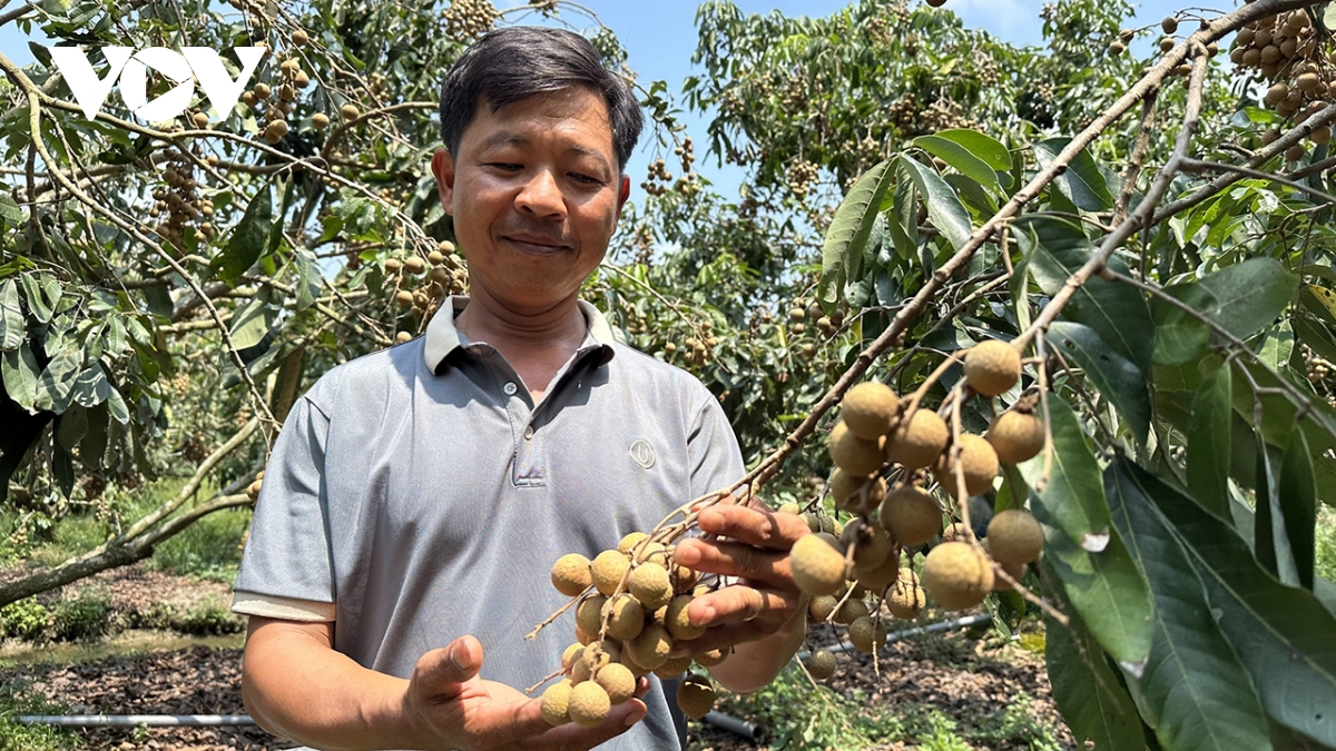nong dan can tho thu tien ty tu trong nhan xuat khau sang thi truong kho tinh hinh anh 4