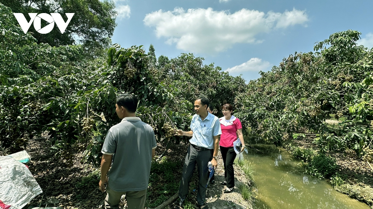 nong dan can tho thu tien ty tu trong nhan xuat khau sang thi truong kho tinh hinh anh 3