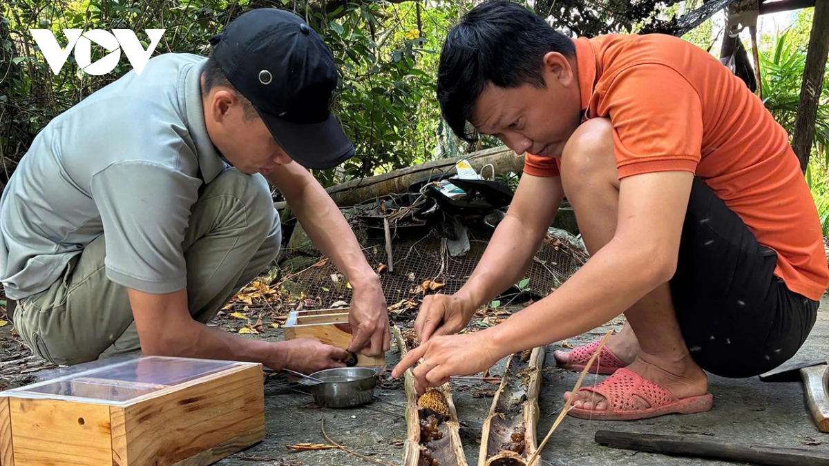 loai ong co ten nghe do mat duoc nuoi trong ong tre, cach lam moi hieu qua hinh anh 1