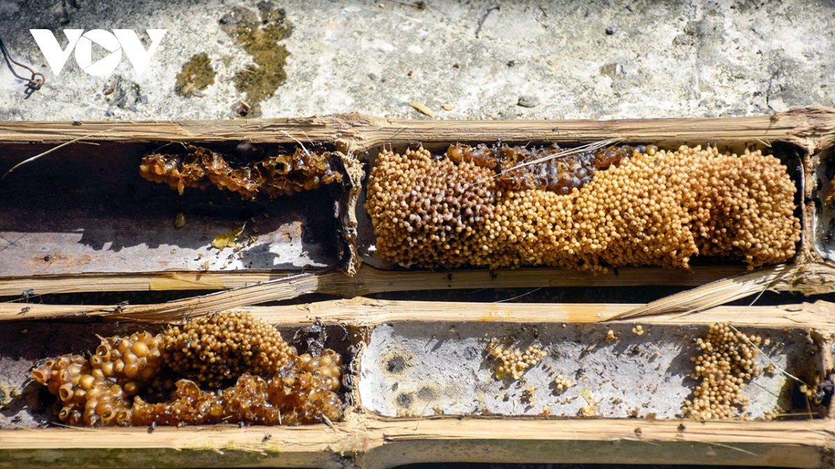 loai ong co ten nghe do mat duoc nuoi trong ong tre, cach lam moi hieu qua hinh anh 2