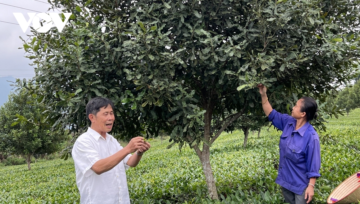 mac ca xen canh che ky vong moi tren nhung nong truong xua o lao cai hinh anh 2