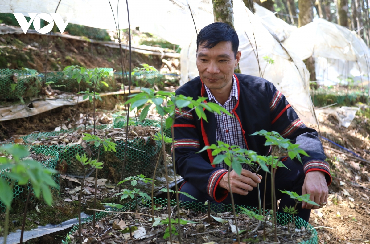 mua la sam ngoc linh, quoc bao hoi sinh sac xanh hinh anh 9