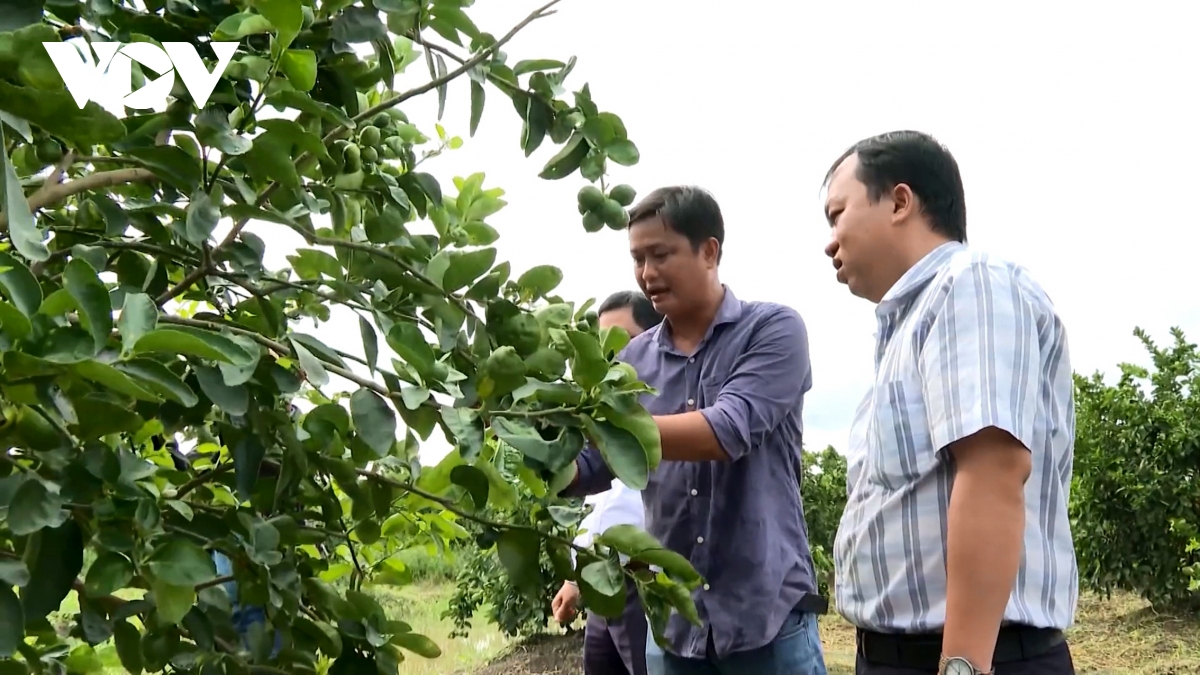 chanh khong hat vinh long - hanh trinh tu ruong lua den thi truong chau Au hinh anh 3