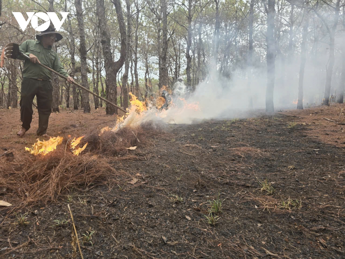 chu dong phong chong chay rung cho gan 1 trieu ha tai gia lai hinh anh 2