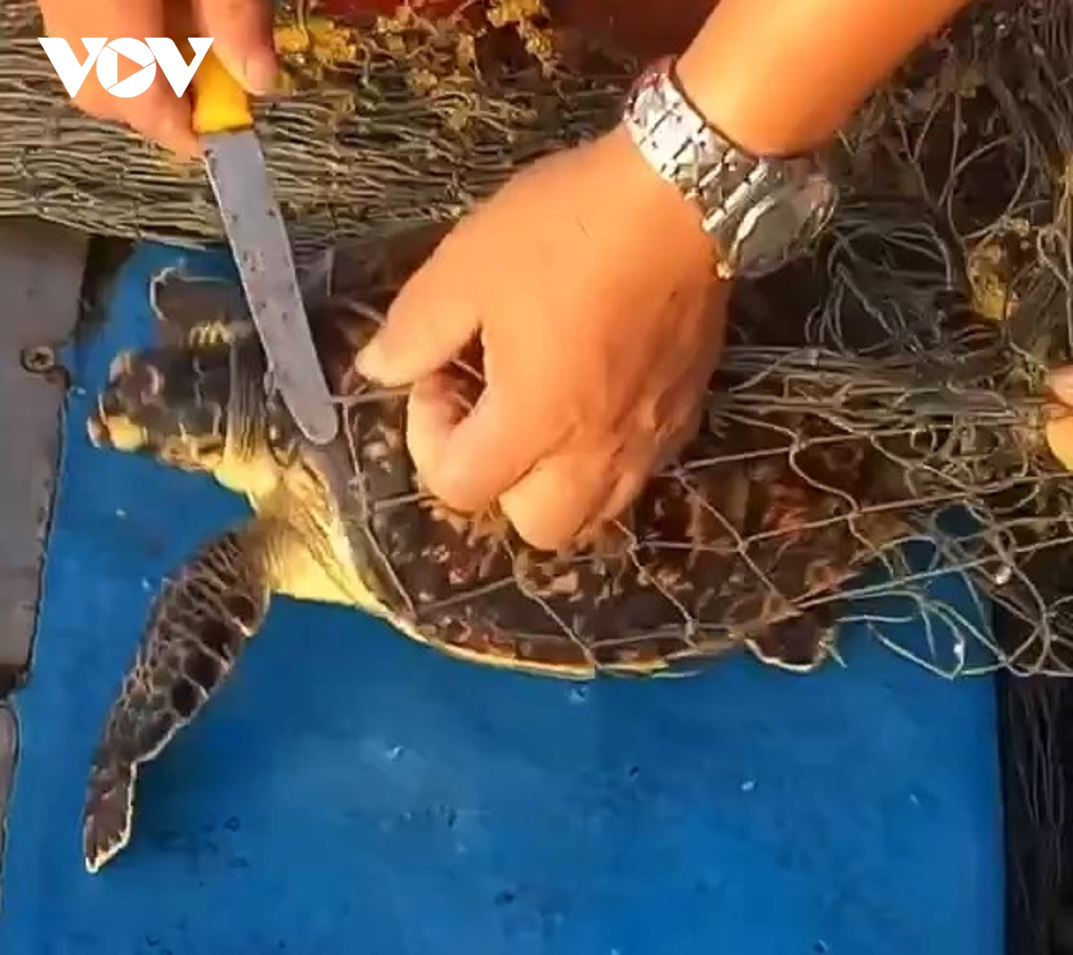 giai cuu 2 ca the rua quy hiem ve lai vung bien phu quy hinh anh 1