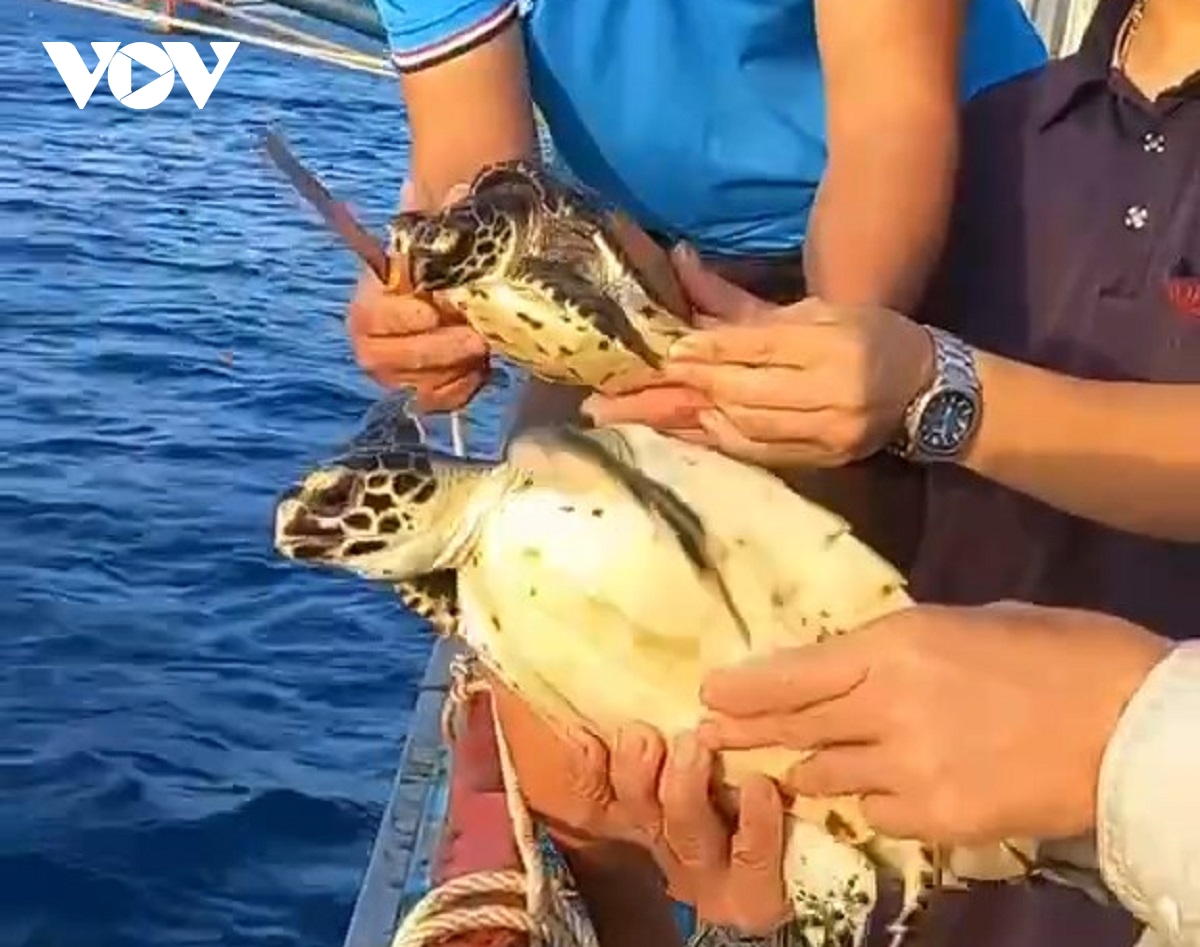 giai cuu 2 ca the rua quy hiem ve lai vung bien phu quy hinh anh 2