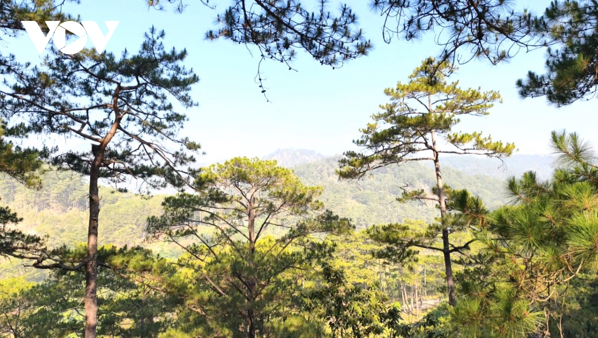 lam Dong chi dao kiem tra xac dinh nguyen nhan giam hon 17.000 ha rung hinh anh 1