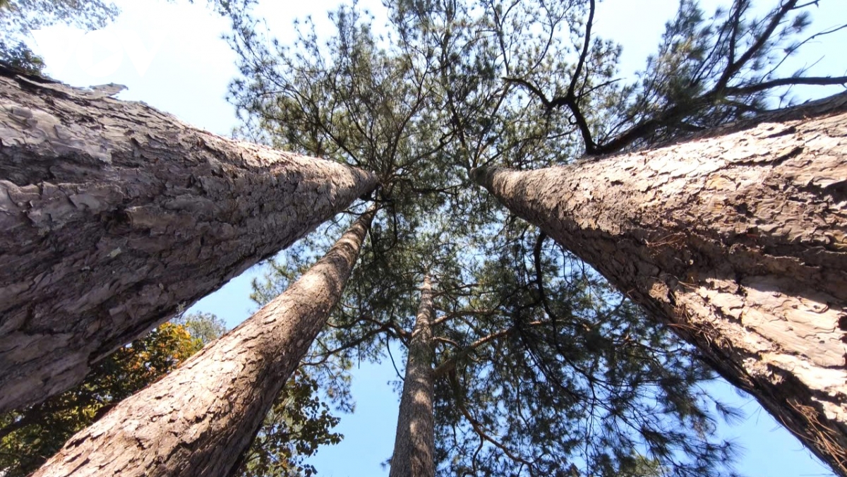 lam Dong chi dao kiem tra xac dinh nguyen nhan giam hon 17.000 ha rung hinh anh 2