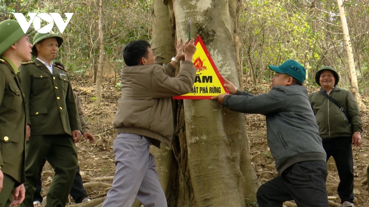  canh lua giu rung mua hanh kho hinh anh 4