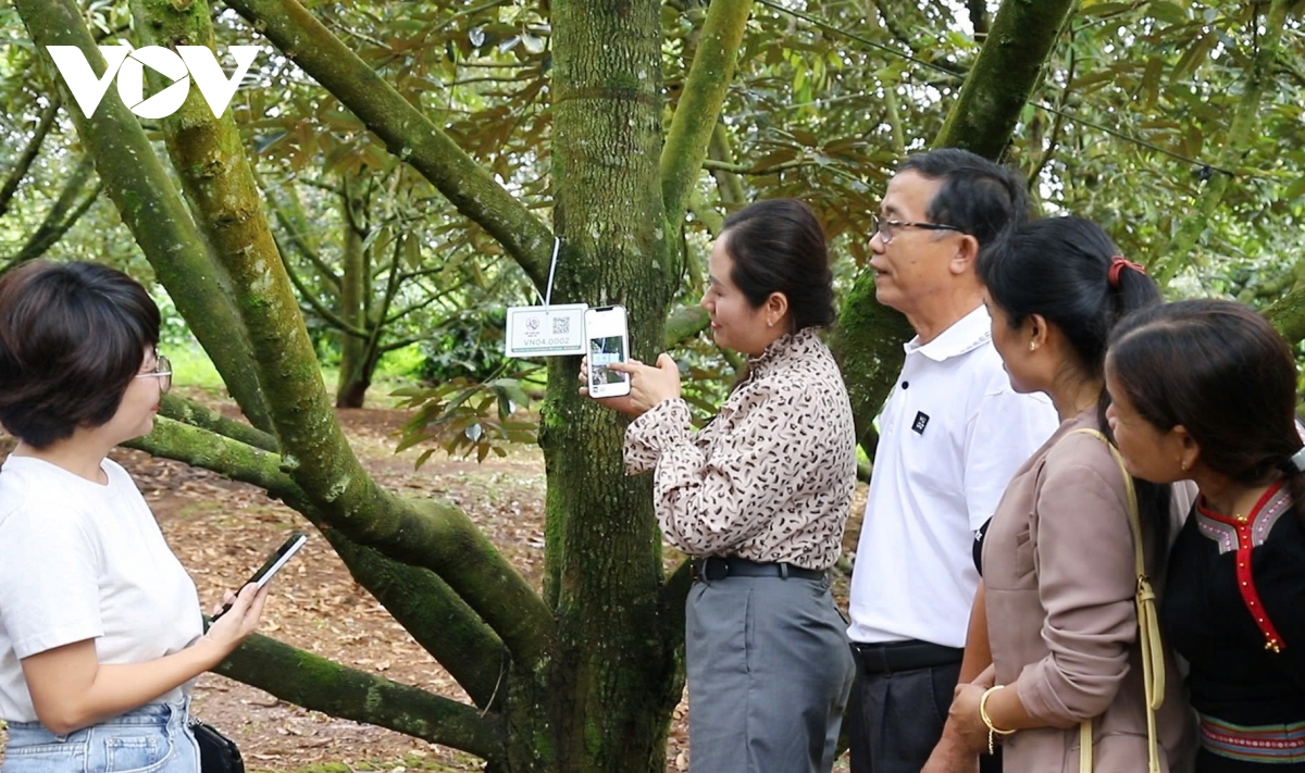 nut that truy xuat nguon goc va loi giai cho sau rieng xuat khau hinh anh 1