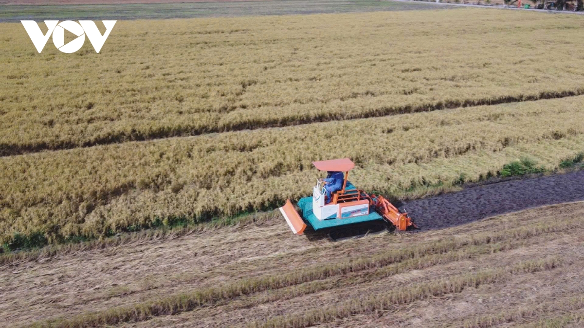 anh hung ho quang cua va giac mo nang tam gao viet hinh anh 4