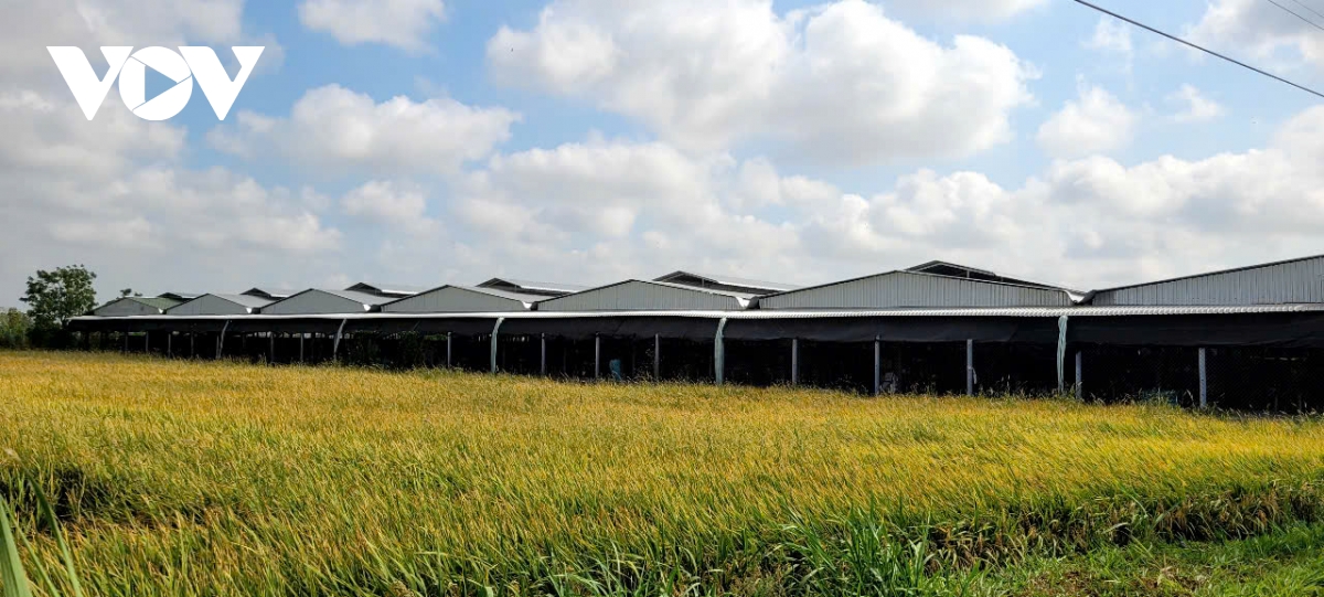 Dong thap dep trai ga khung gay o nhiem sau khi vov phan anh hinh anh 3