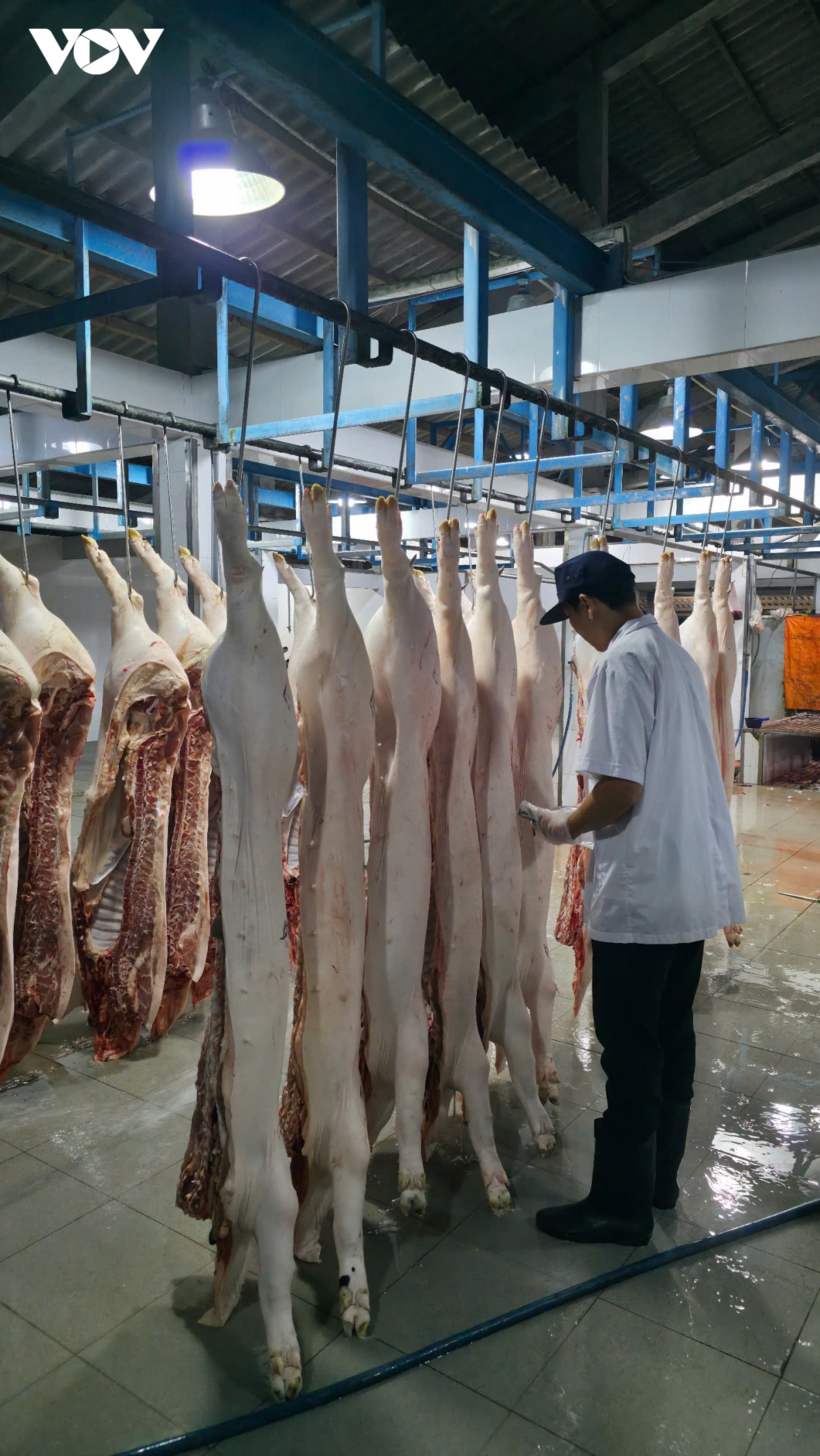 Dong thap ung pho voi dich ta heo chau phi co nguy co bung phat hinh anh 2