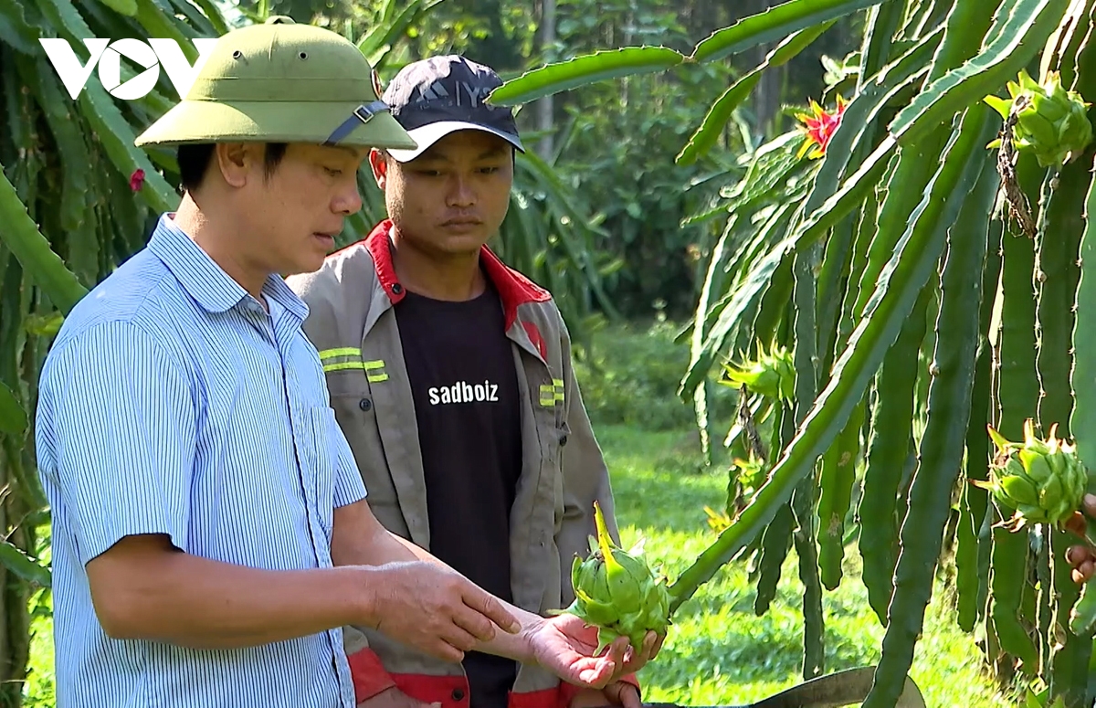 go nut that dau ra cho nong san vung cao lai chau hinh anh 4