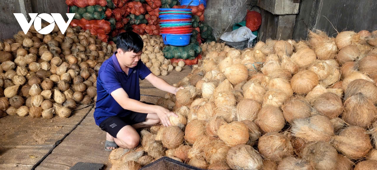 Dong thap, vinh long trai dua kho lao doc, nha vuon lao dao hinh anh 2
