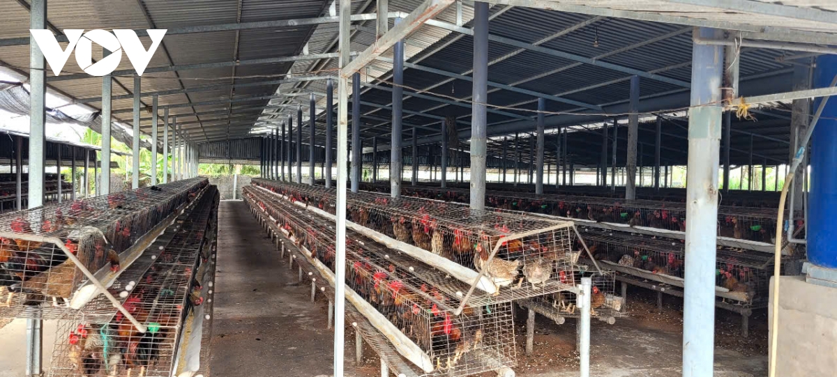 Dong thap di doi cac trai chan nuoi ga khung gay o nhiem sau khi vov phan anh hinh anh 2