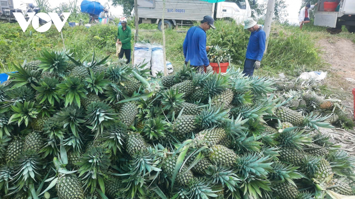canh dong khom o vung Dong thap muoi tuoi tot trong mua kho han hinh anh 4
