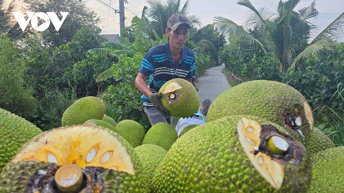 sau rieng, mit o Dong thap co gia tri cao nhung dau ra van chua on dinh hinh anh 1