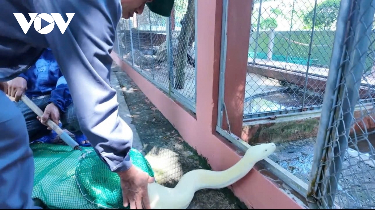 xuat hien tran bach tang quy hiem o cho gao, Dong thap hinh anh 2