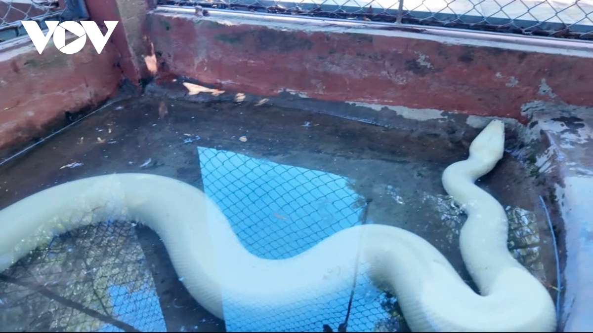 xuat hien tran bach tang quy hiem o cho gao, Dong thap hinh anh 1