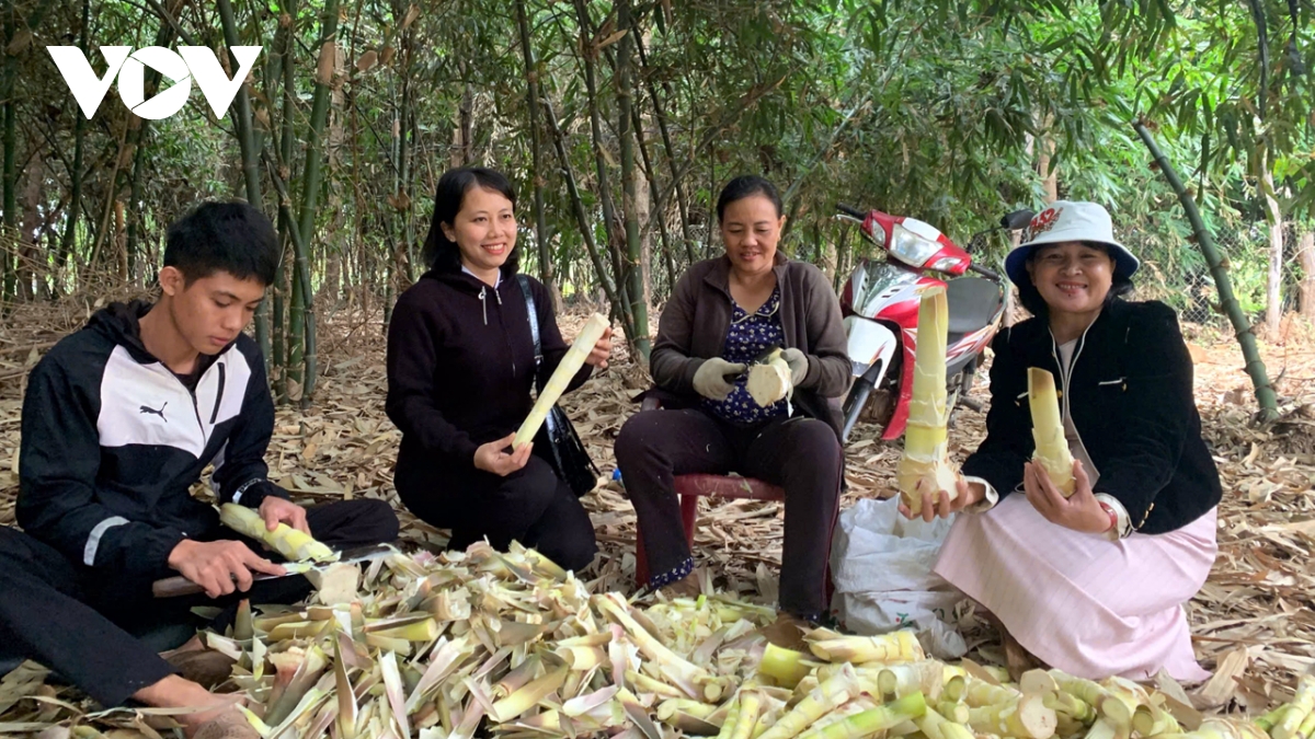  Danh thuc tiem nang kinh te xanh tu cay tre o vung dat kho can Dak lak hinh anh 2