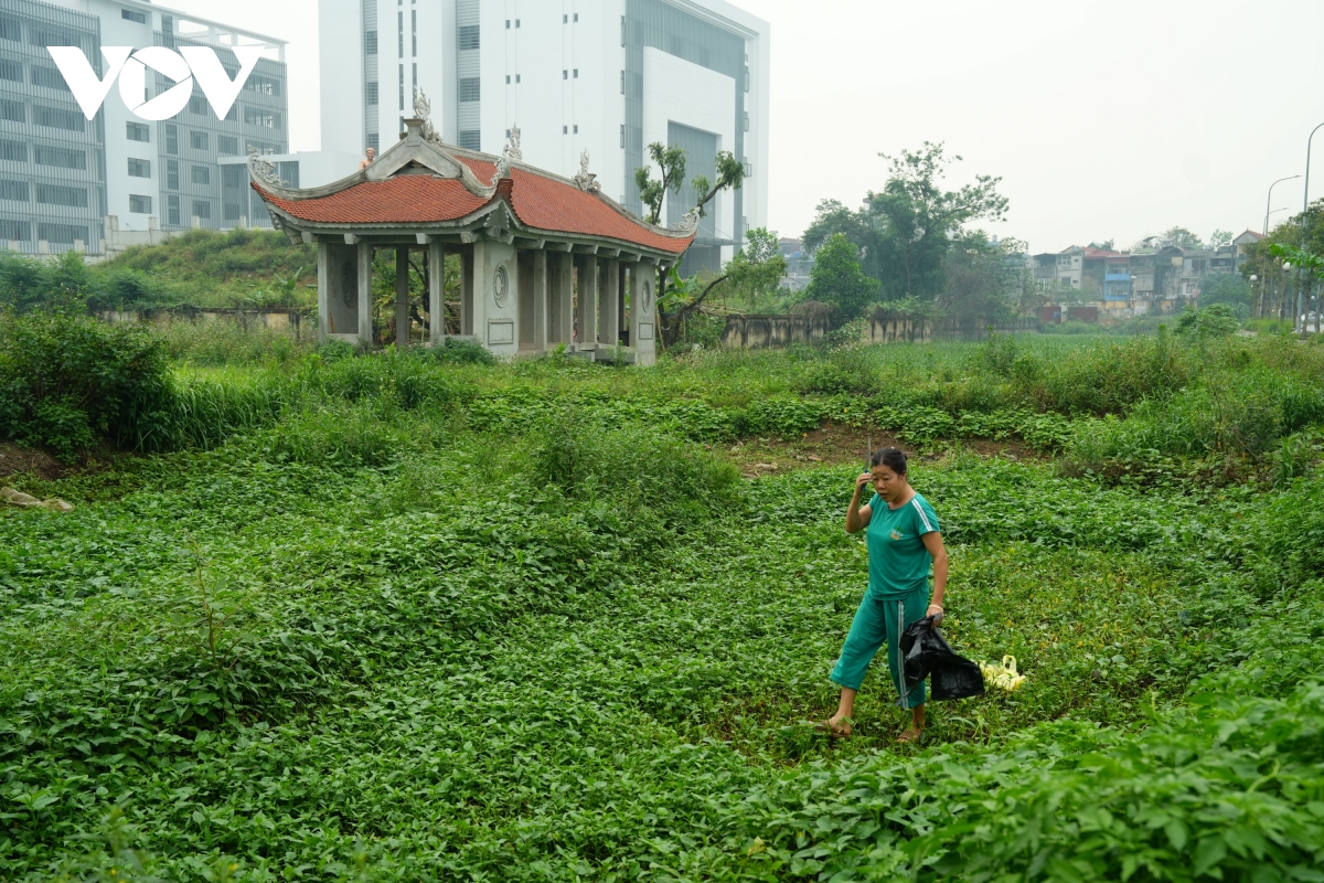 vuon hoa 8 nam bo hoang phan cam tuong Dai thi hao nguyen du giua mo phan, co dai hinh anh 9