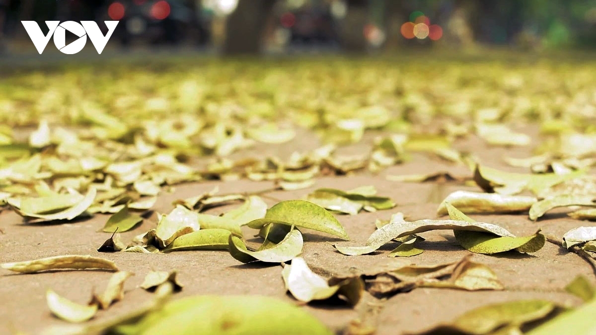 pho ha noi dep diu dang mua sau rung la hinh anh 4