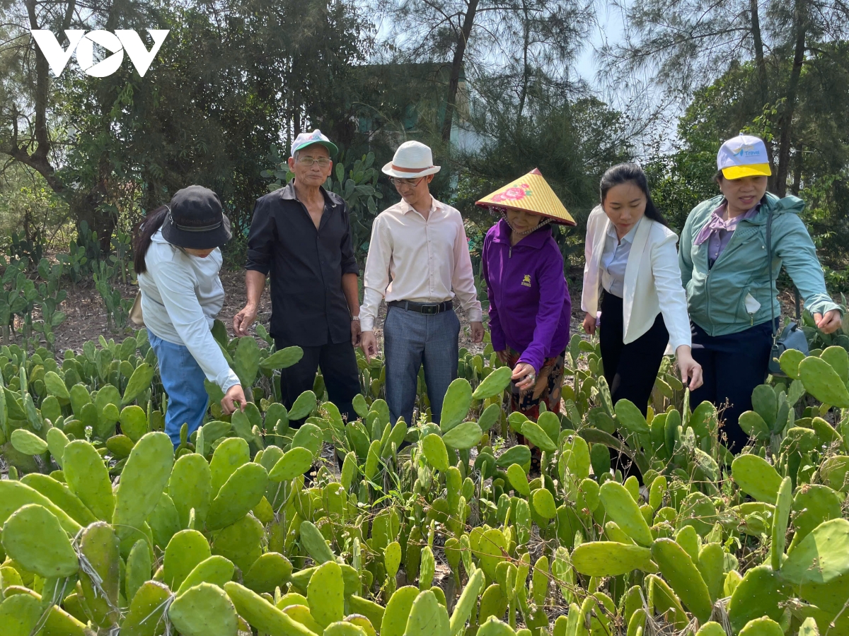 trong xuong rong tren cat ven bien hoa hiep huong sinh ke moi cho nguoi dan hinh anh 1