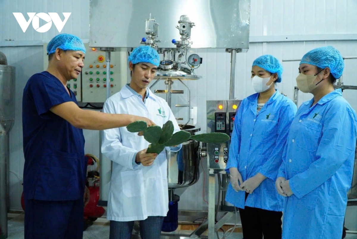 trong xuong rong tren cat ven bien hoa hiep huong sinh ke moi cho nguoi dan hinh anh 2