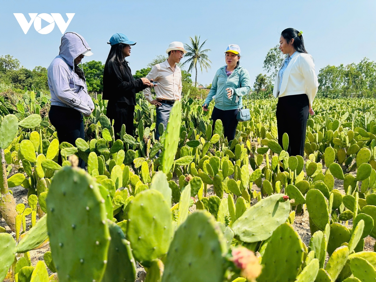 Trồng xương rồng trên cát ven biển Hòa Hiệp: Hướng sinh kế mới cho người dân