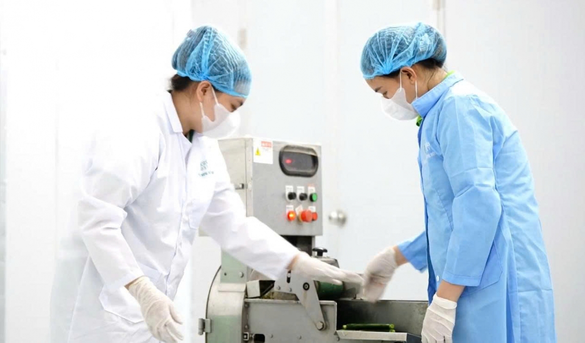 trong xuong rong tren cat ven bien hoa hiep huong sinh ke moi cho nguoi dan hinh anh 3