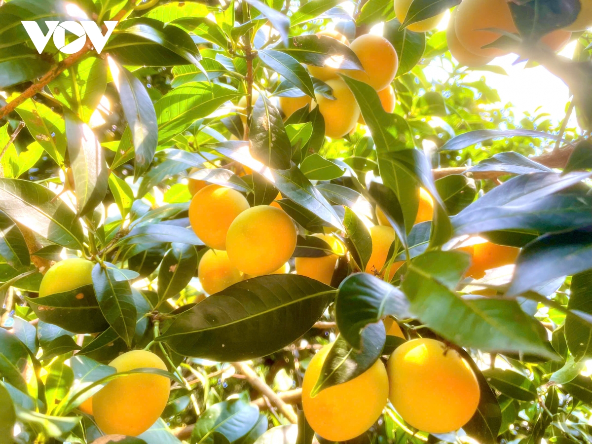 lao nong can tho thu lai kep tu vuon thanh tra hinh anh 2