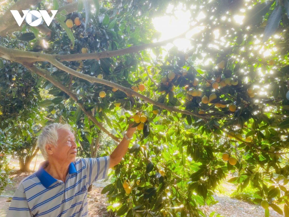 lao nong can tho thu lai kep tu vuon thanh tra hinh anh 1