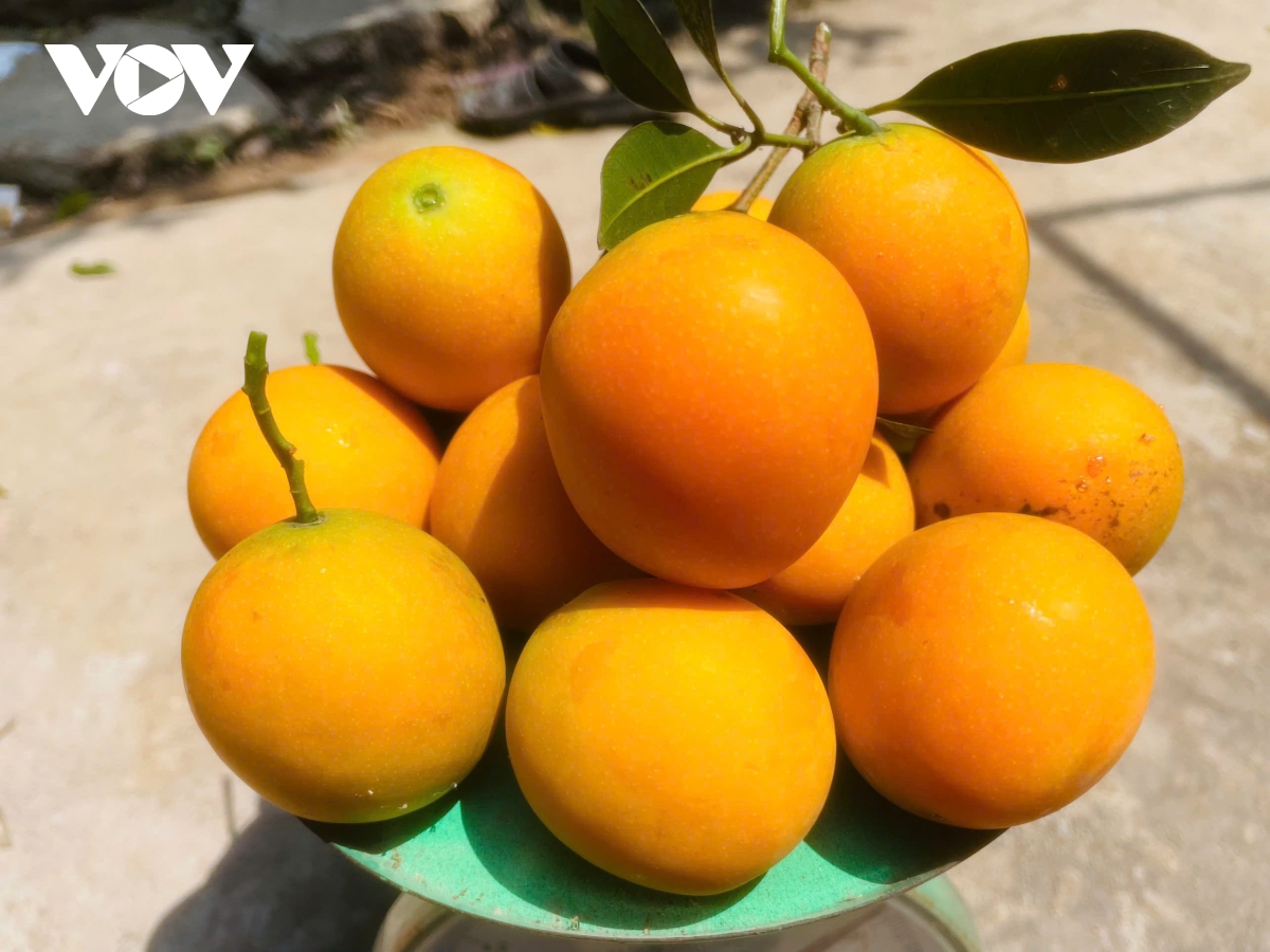 lao nong can tho thu lai kep tu vuon thanh tra hinh anh 3