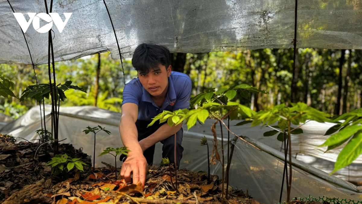 mua la sam ngoc linh, quoc bao hoi sinh sac xanh hinh anh 4