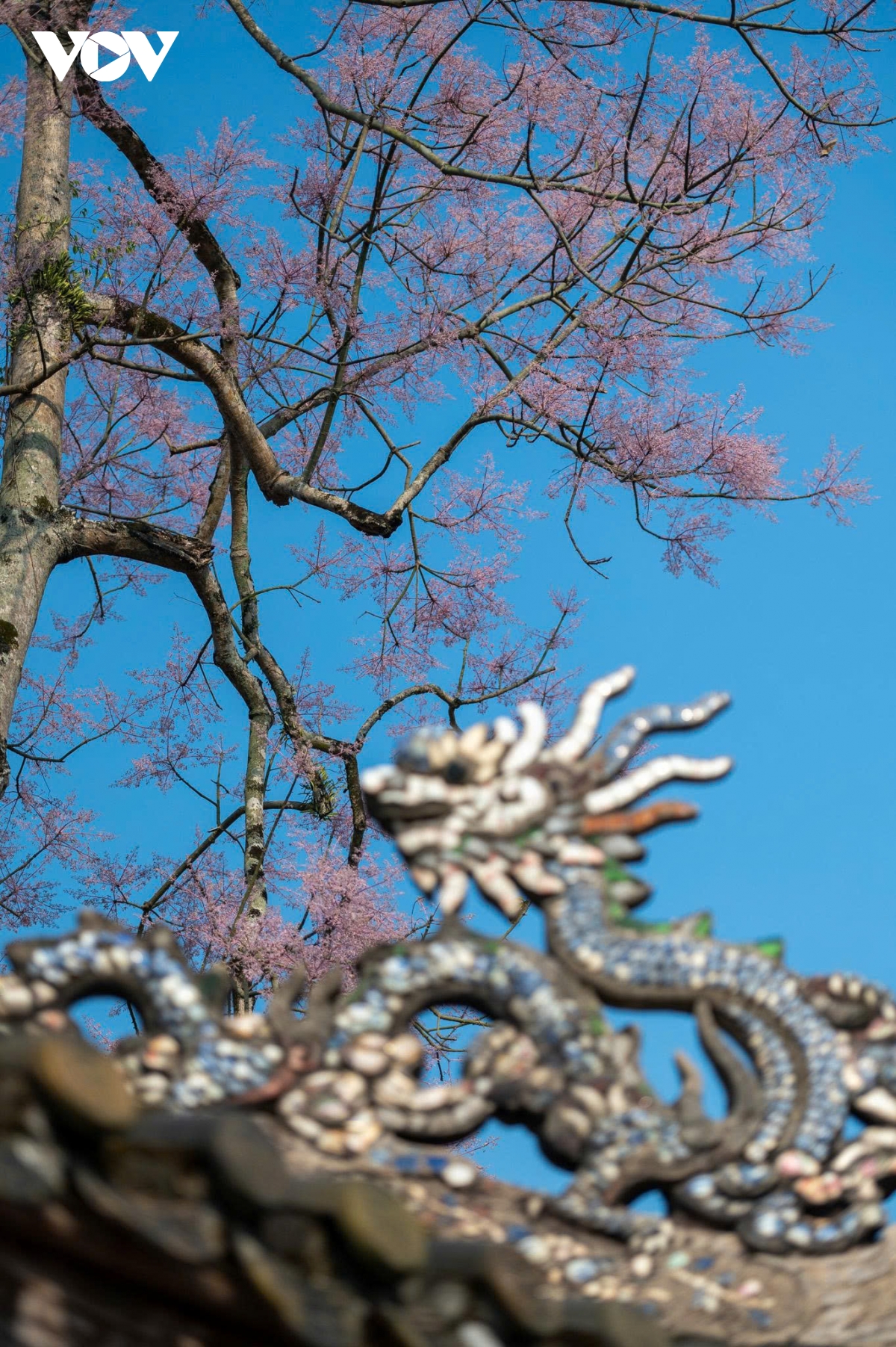 kham pha hue mua dep nhat trong nam diu mat, nen tho va day cam hung hinh anh 8