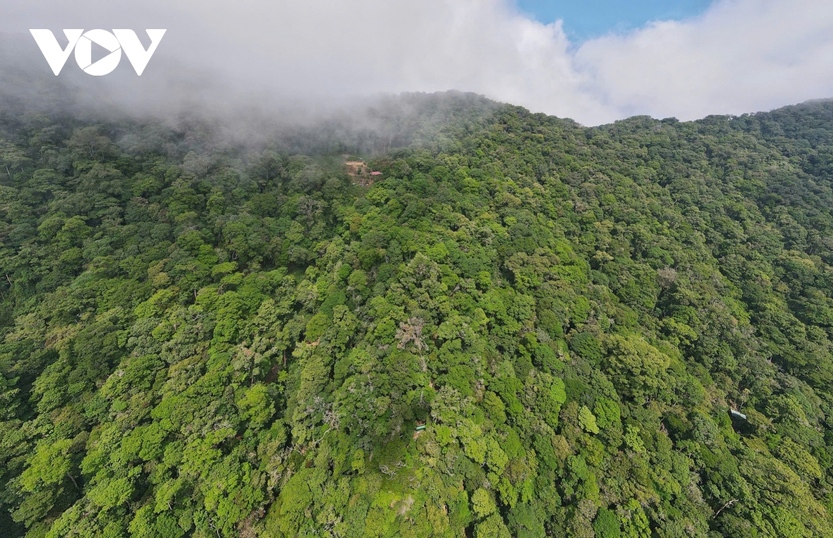 mua la sam ngoc linh, quoc bao hoi sinh sac xanh hinh anh 5