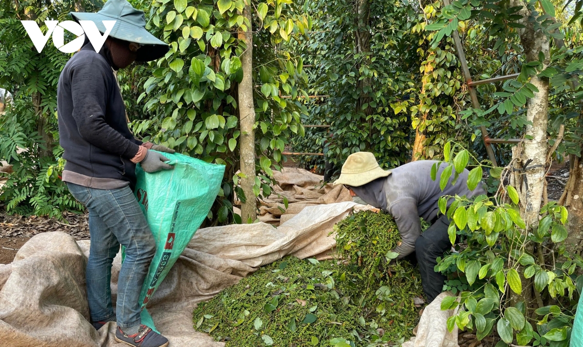 canh bao bay hop dong xuat khau khi doi tac ngoai co tinh cau gio de ep gia hinh anh 1