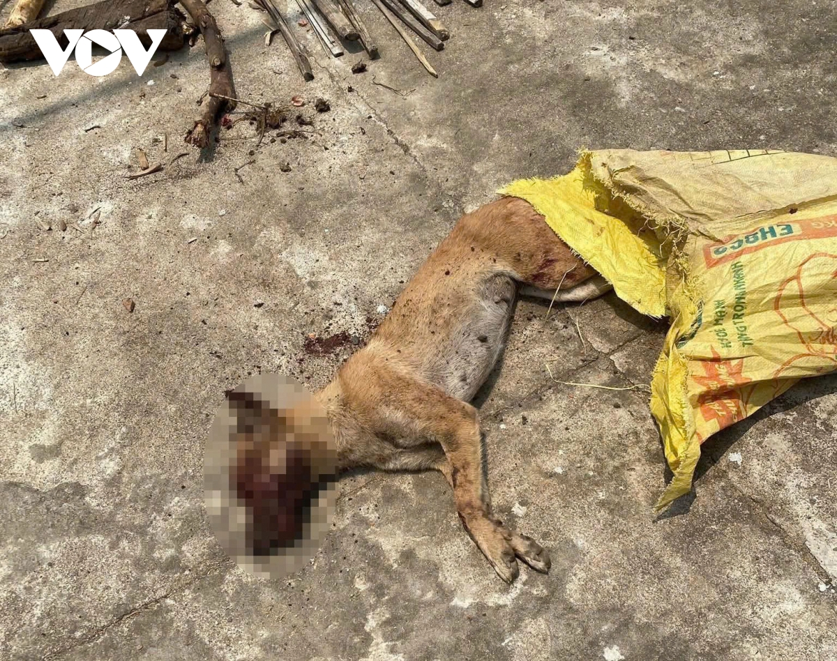 con cho tan cong nhieu nguoi o quang ngai duoc xac dinh bi benh dai hinh anh 1