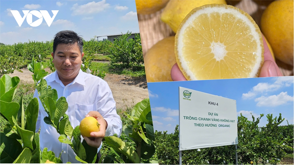 tu cua lot, chanh vang den chuoi, ai nang tam nong san viet hinh anh 2