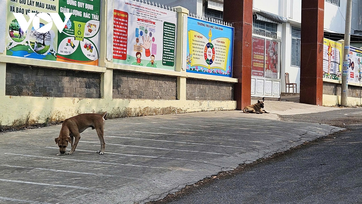 31 o dich dai bung phat tai Dong nai, hiem hoa tu van nan cho tha rong hinh anh 2