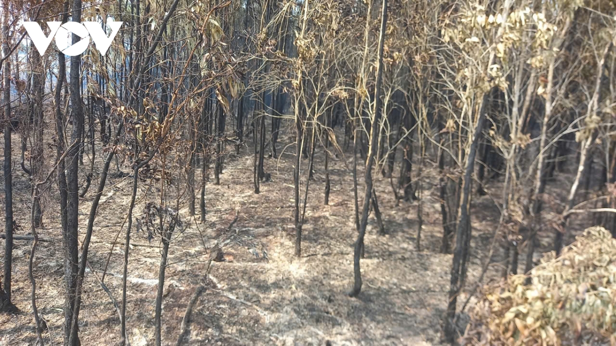 chay o rung tram binh minh, co to, an giang hinh anh 3