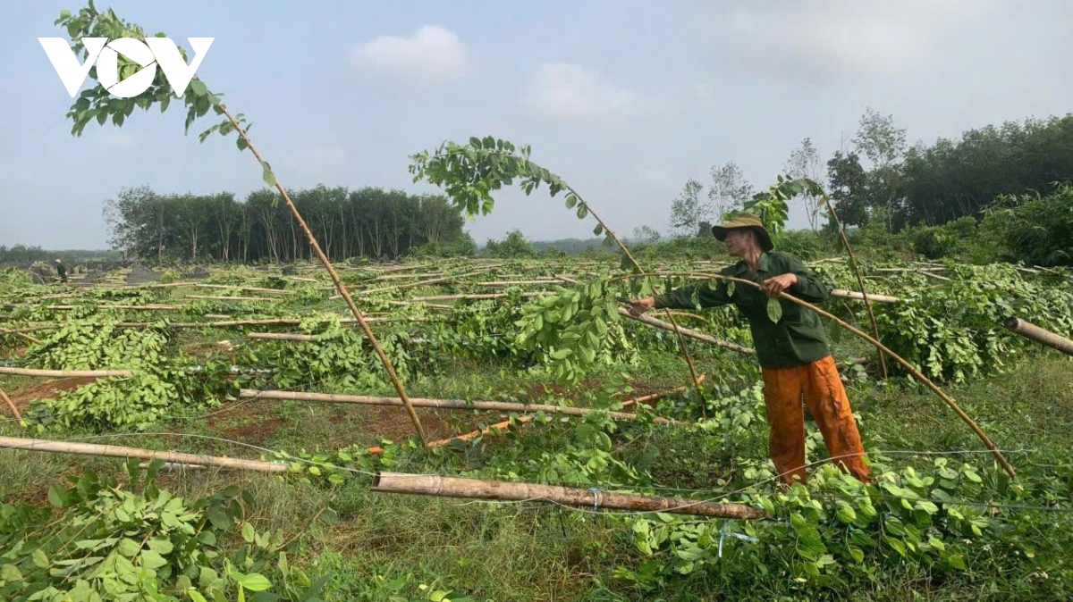 gan 3.000 tru tieu gay do sau con mua lon keo dai 3 gio tai Dong nai hinh anh 1