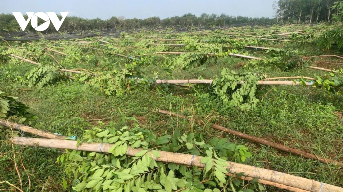 gan 3.000 tru tieu gay do sau con mua lon keo dai 3 gio tai Dong nai hinh anh 2