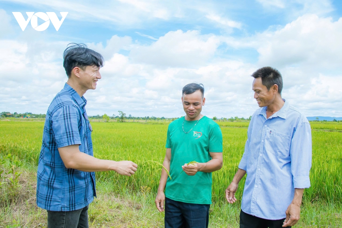 tu ron han den canh dong cong nghe cao nong dan Dak lak nang tam hat gao hinh anh 2